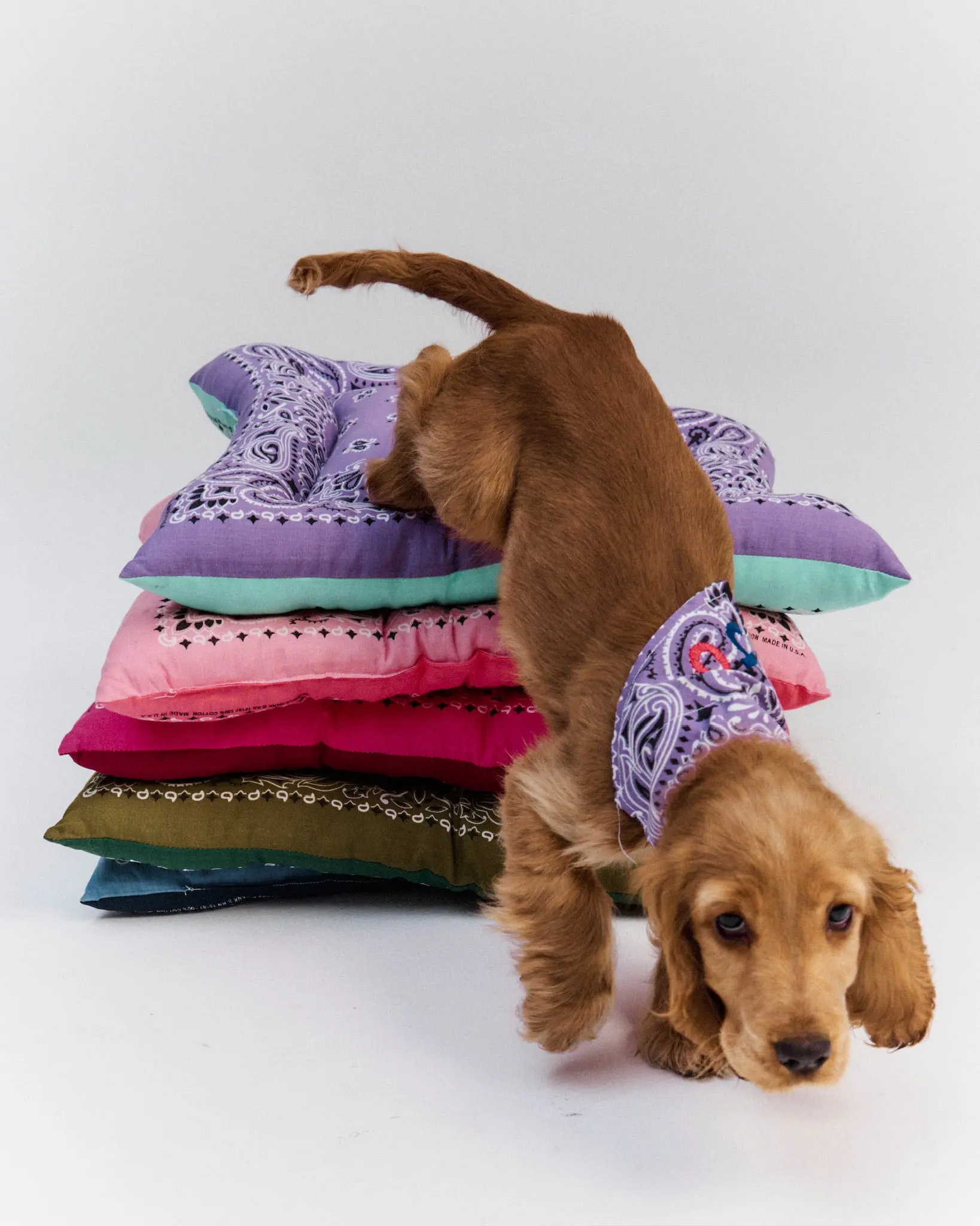 Coussin chien - Lilas / Mint - Image 3