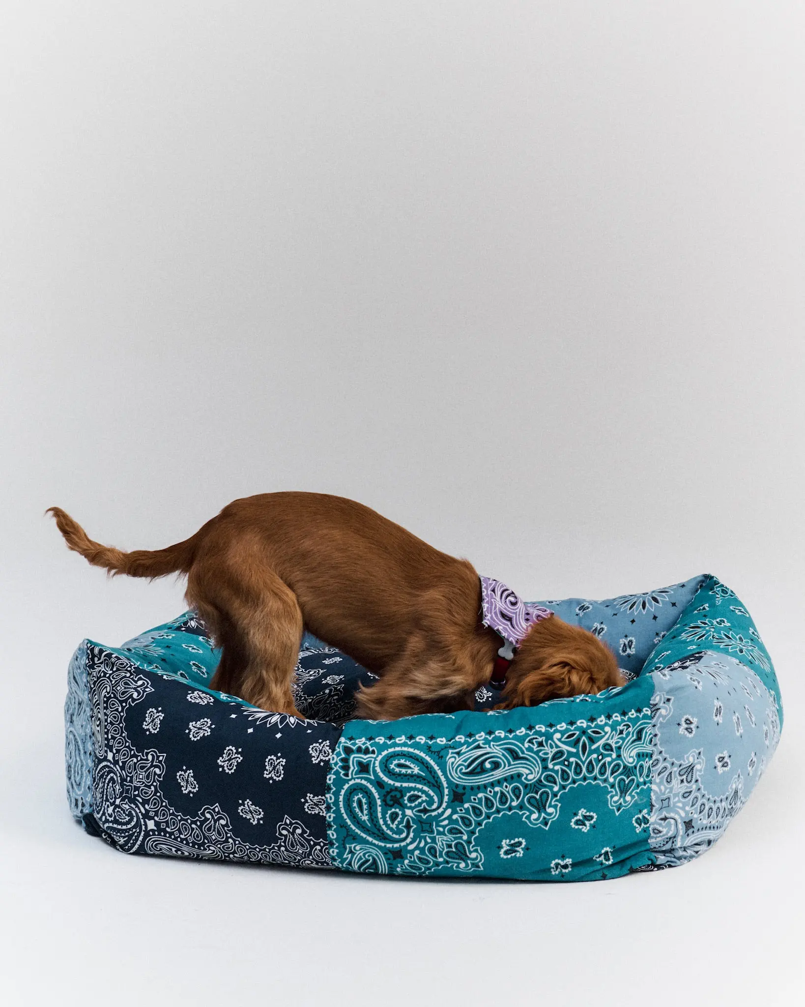 Grand panier chien - Navy / Colorblock - Image 5